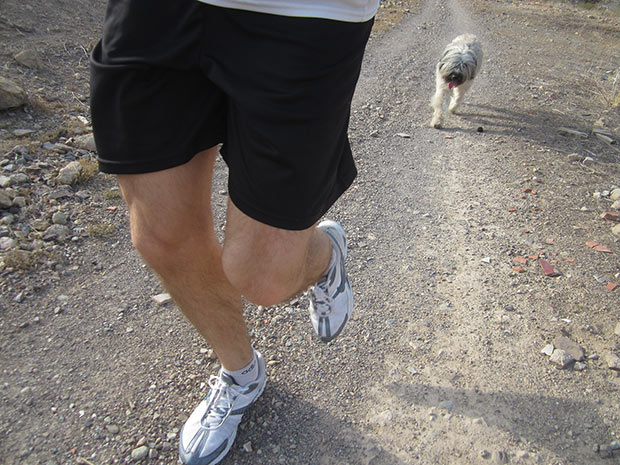 running con perros