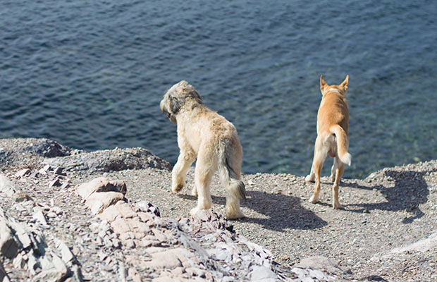 trail running perros