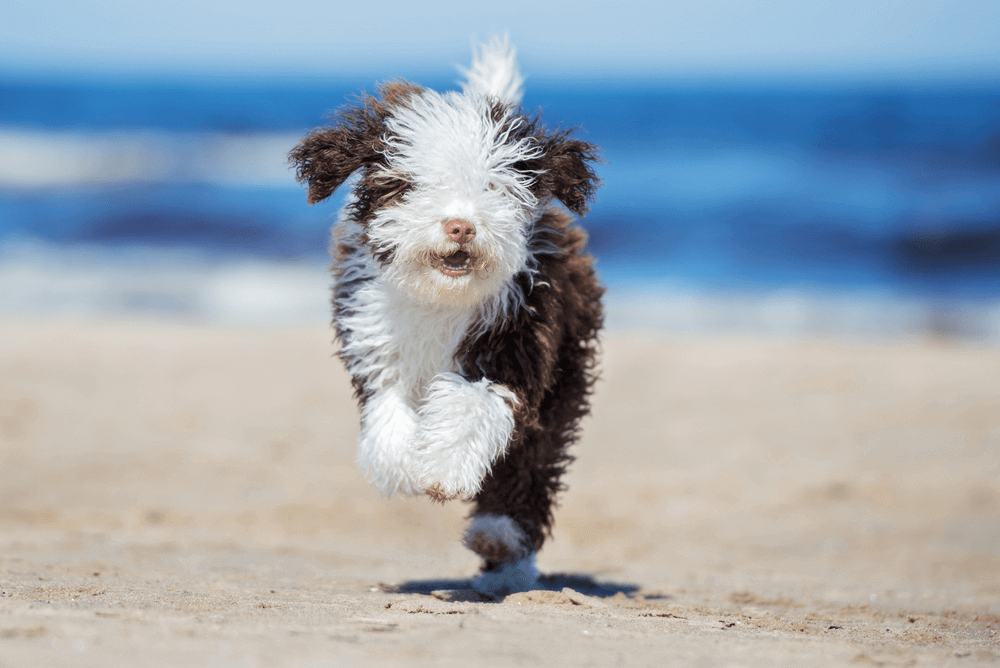 correre con il tuo animale domestico