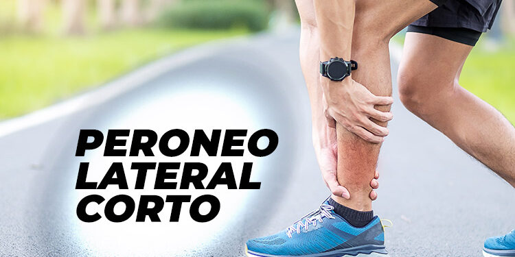 peroneo-lateral-corto