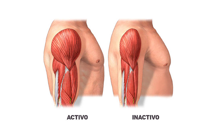 Dejar de hacer EJERCICIO ➔¿Qué le pasa a tu cuerpo?