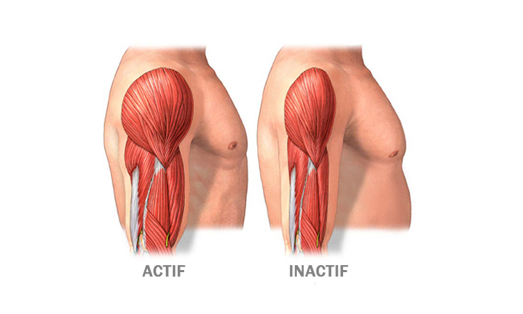 Perte de masse musculaire